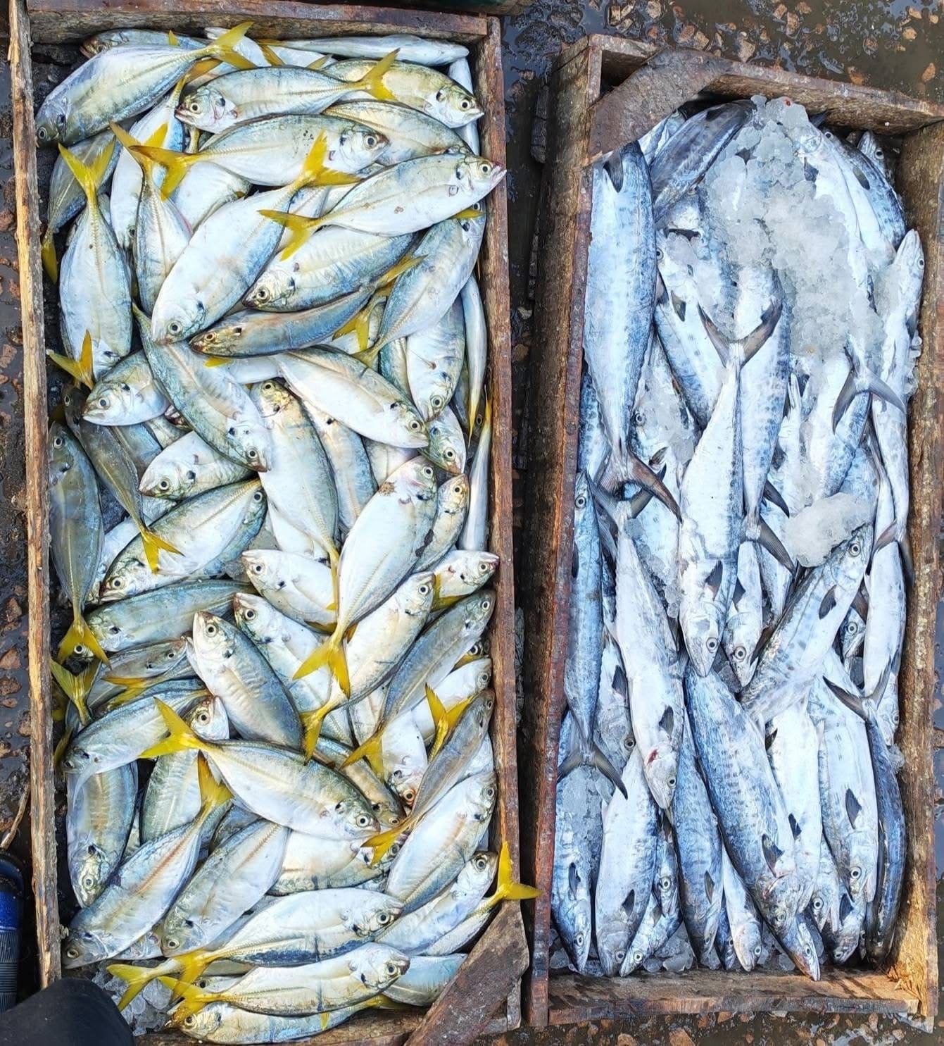 Burullus port crew sorting catch